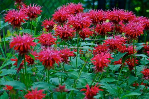 Landscape Bee Balm in the Garden