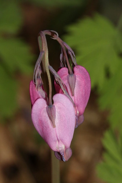 Traditional Landscape Dicentra formosa