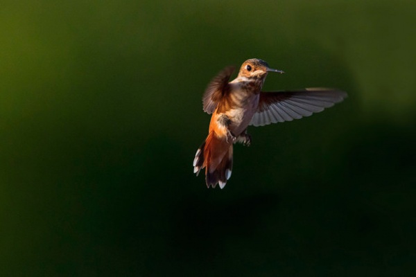 by YardMap: The Cornell Lab of Ornithology