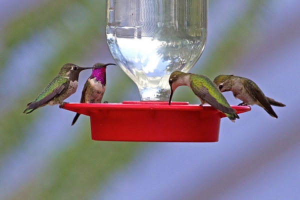 by YardMap: The Cornell Lab of Ornithology