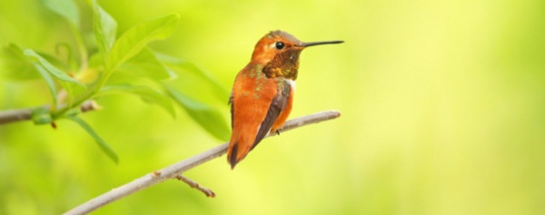 by YardMap: The Cornell Lab of Ornithology