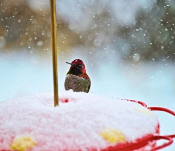 by YardMap: The Cornell Lab of Ornithology