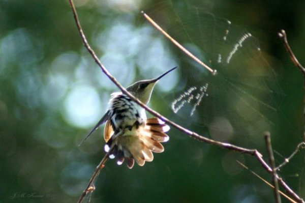 by YardMap: The Cornell Lab of Ornithology