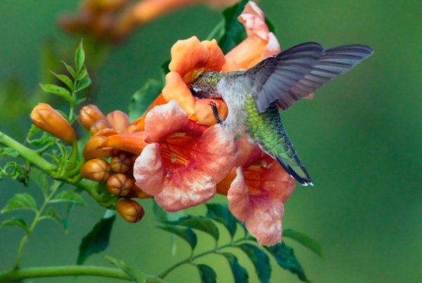 by YardMap: The Cornell Lab of Ornithology