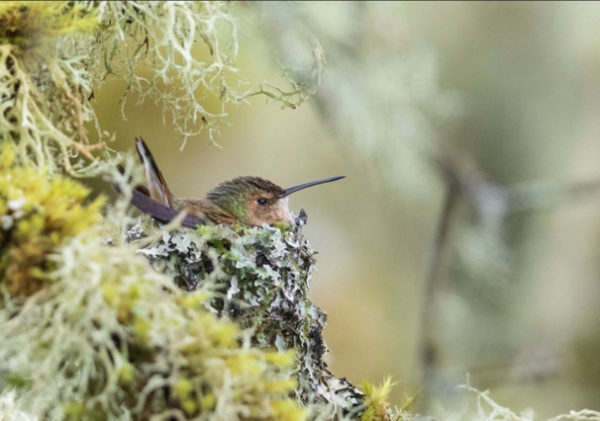 by YardMap: The Cornell Lab of Ornithology