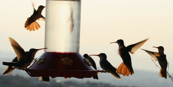 by YardMap: The Cornell Lab of Ornithology