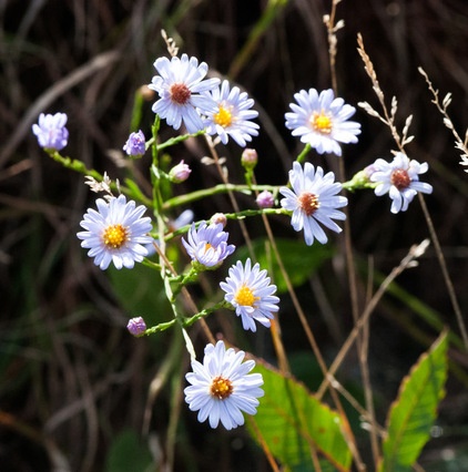 Landscape Sky-Blue Aster (Symphyotrichum oolentangiense)