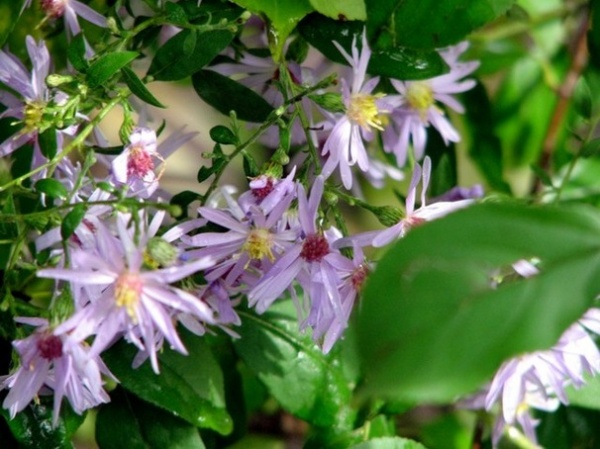 Sky Blue Asters