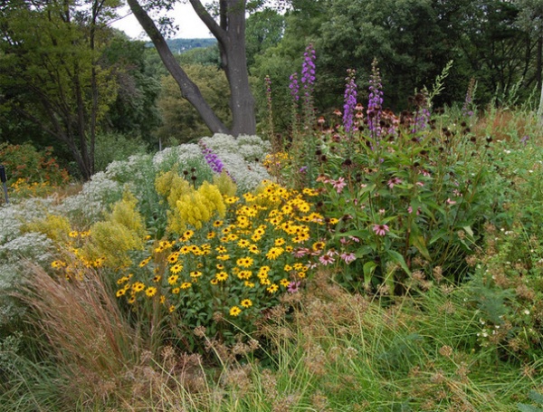 Rustic Landscape Solidago speciosa