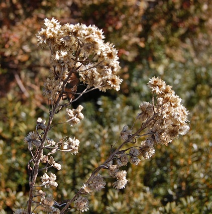 Rustic Landscape Solidago speciosa