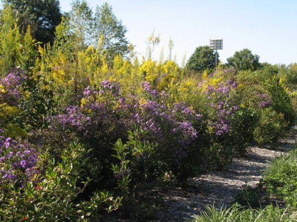 Rustic Landscape by Missouri Botanical Garden