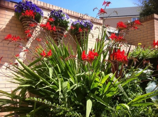 Crocosmia Lucifer