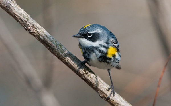Yellow-Rumped Warble