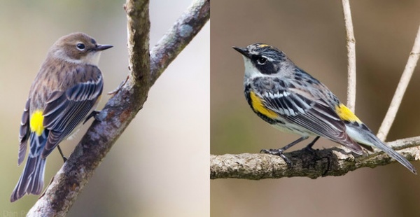 Yellow-Rumped Warbler