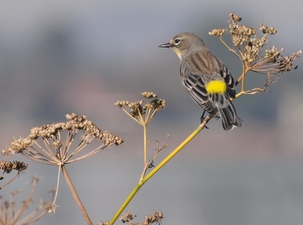 Yellow-Rumped Warbler