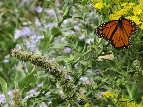 Landscape by Benjamin Vogt / Monarch Gardens