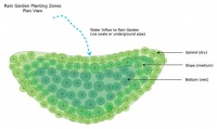 5 Steps to Selecting the Right Plants for a Rain Garden