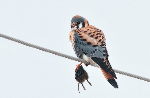 American Kestrel