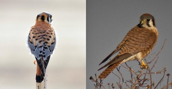 Backyard Birds: American Kestrels