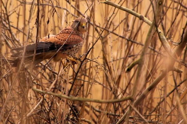 Kestrel - RSPB Fowlmere