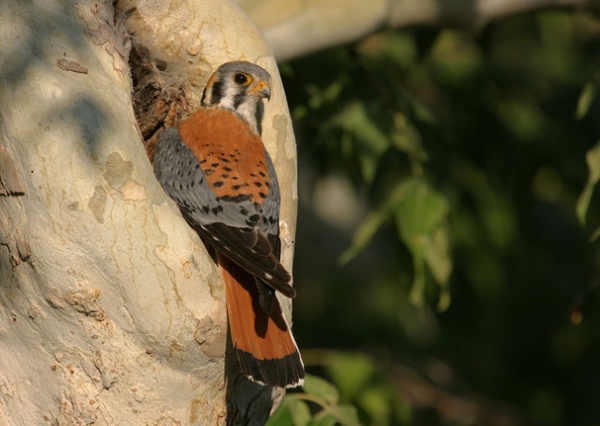 American Kestrel (Falco sparverius)