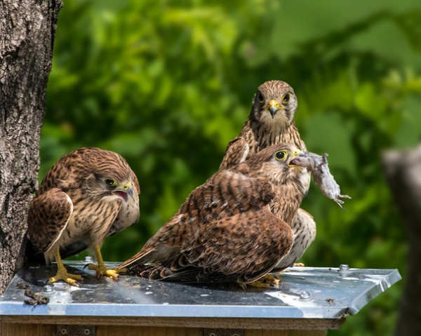 A Kestrel Fledgling Mantling