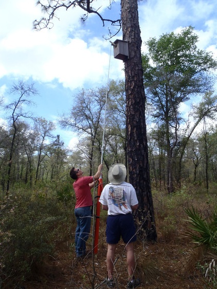 Nest Boxes