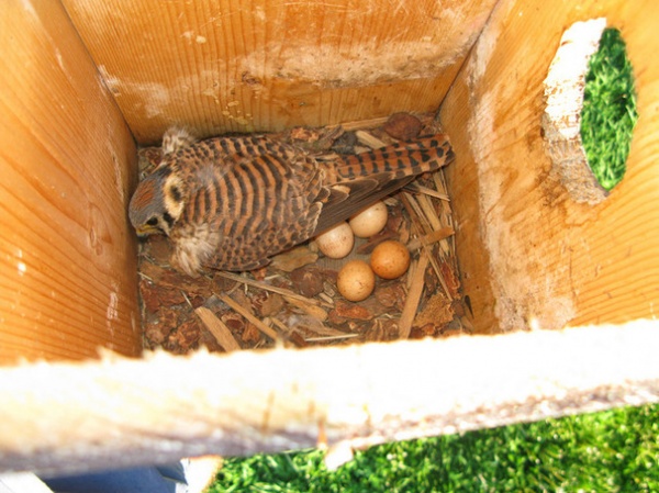 Mama Kestrel