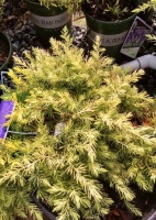 Great Design Plant: Juniperus Conferta ‘Golden Pacific’