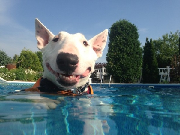 The Houzz Dogs of Summer