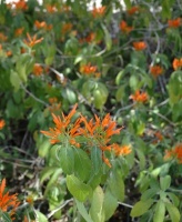 Great Design Plant: Justicia Spicigera Brings In the Hummingbirds