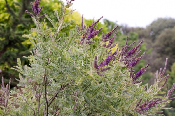 Landscape Amorpha Nana