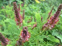 Great Design Plant: Amorpha Nana