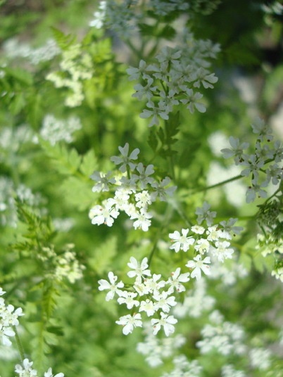 Chervil Blossoms