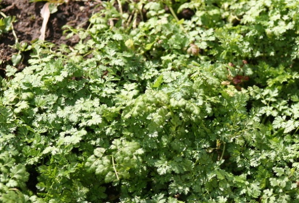 Chervil in Winter Time