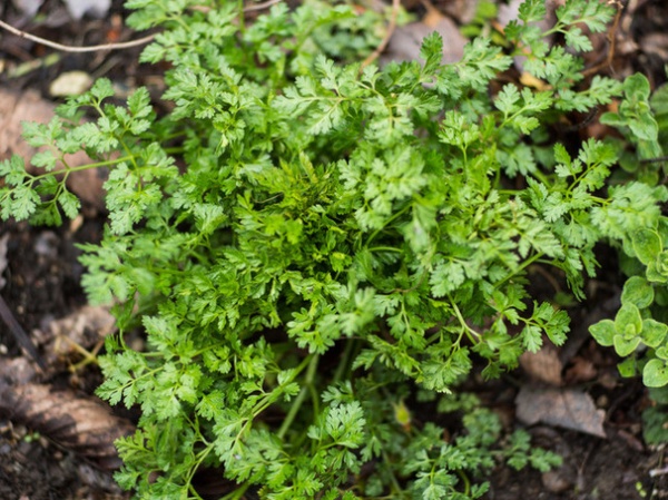 Chervil