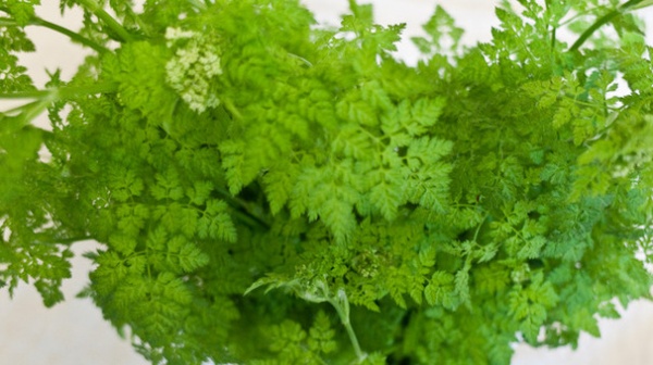 Farmer's Market Chervil