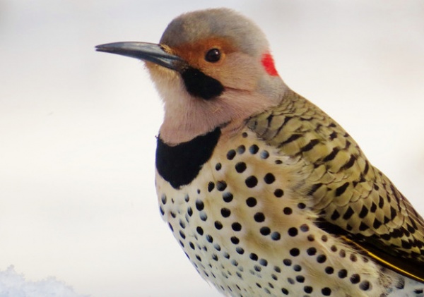 Close up of Northern Yellow Shafted Flicker