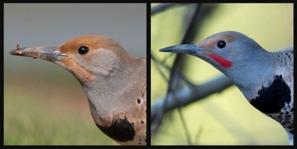 Northern Flicker