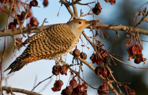 Northern Flicker