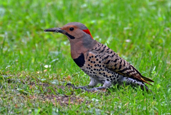 Northern Flicker