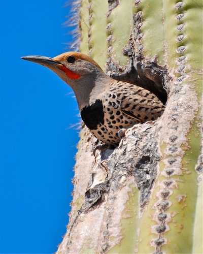 Gilded Flicker (male)