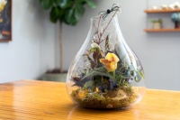 Houzz DIY: Halloween Terrarium