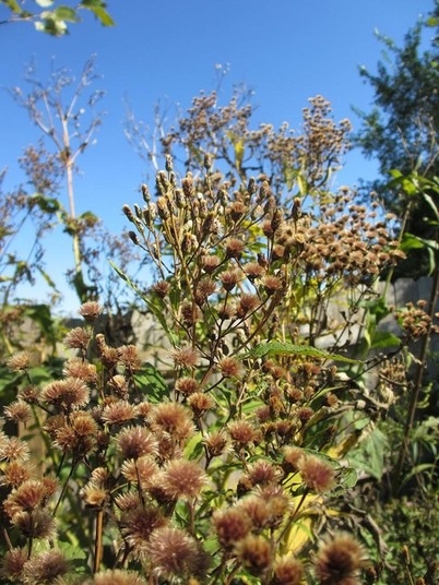 An Ode to Autumn in the Garden