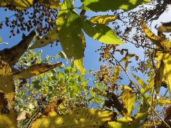 An Ode to Autumn in the Garden