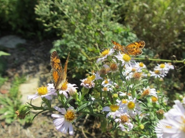 An Ode to Autumn in the Garden