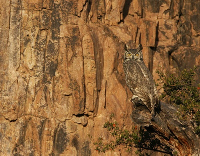 Great Horned Owl (Bubo viginianus) - Peloncillo Mountains