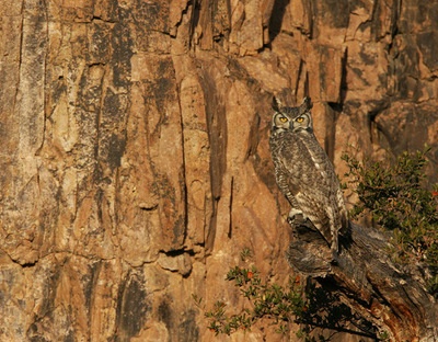 Backyard Birds: Go Owling in October