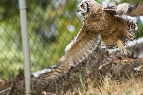 The Great Horned Owl