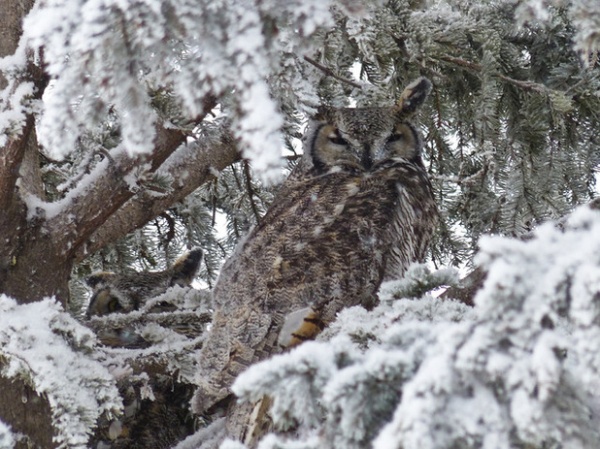 Backyard Birds: Go Owling in October